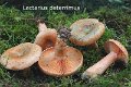 Lactarius deterrimus-amf1092